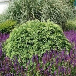 Dwergcipres (Chamaecyparis Lawsoniana 'Globosa') 5 Dwergcipres (Chamaecyparis Lawsoniana 'Globosa') -OL Planten Winkel chamaecyparis law. globosa