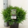 Dwergcipres (Chamaecyparis Lawsoniana 'Globosa') -OL Planten Winkel chamaecyparis law. globosa c3 m 1
