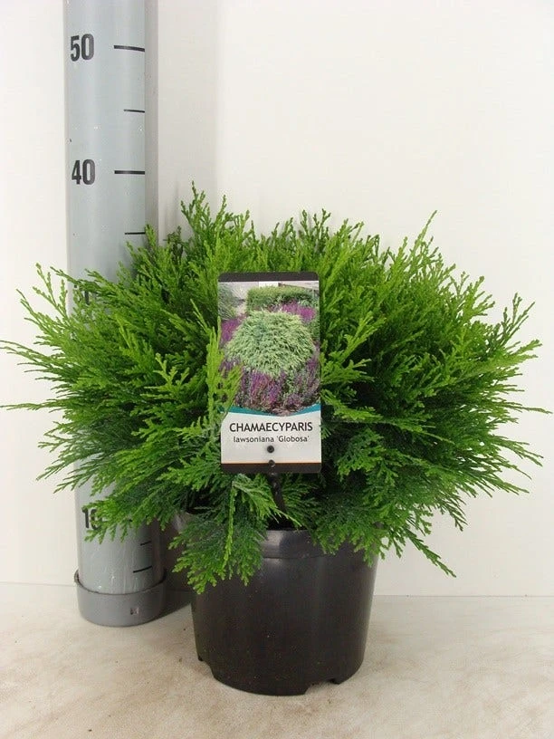 Dwergcipres (Chamaecyparis Lawsoniana 'Globosa') 3 Dwergcipres (Chamaecyparis Lawsoniana 'Globosa')