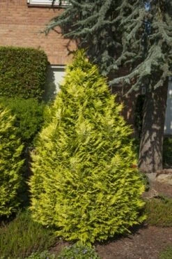 Gele Haagconifeer (Chamaecyparis Lawsoniana 'Ivonne') -OL Planten Winkel chamaecyparis law. ivonne 1