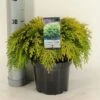 Gele Dwergcipres (Chamaecyparis Lawsoniana 'Sunkist') -OL Planten Winkel chamaecyparis law. sunkist c3 m