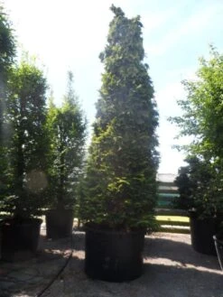 Gele Haagconifeer (Chamaecyparis Lawsoniana 'Ivonne') -OL Planten Winkel chamaecyparis lawsoniana ivonne 500 600 c750 1