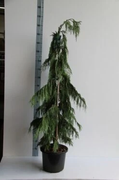 Cypres (Chamaecyparis Nootkatensis 'Pendula') -OL Planten Winkel chamaecyparis n. pendula 125 150 cm co. 12l v