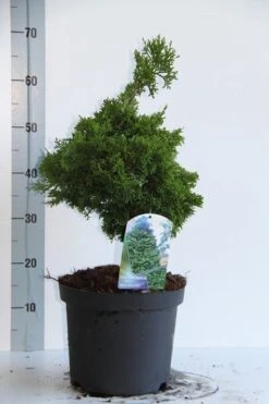 Dwergcypres (Chamaecyparis Obtusa 'Nana Gracilis') 10 Dwergcypres (Chamaecyparis Obtusa 'Nana Gracilis') -OL Planten Winkel chamaecyparis o nana gracilis 30 35 cm co. 7.5l v