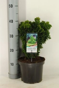 Dwergcypres (Chamaecyparis Obtusa 'Nana Gracilis') 13 Dwergcypres (Chamaecyparis Obtusa 'Nana Gracilis') -OL Planten Winkel chamaecyparis obt. nana gracilis c3 m