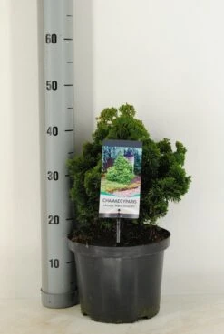 Dwergcypres (Chamaecyparis Obtusa 'Nana Gracilis') 12 Dwergcypres (Chamaecyparis Obtusa 'Nana Gracilis') -OL Planten Winkel chamaecyparis obt. nana gracilis c5 m
