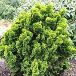 Gele Dwergconifeer (Chamaecyparis Obtusa 'Nana Aurea') 5 Gele Dwergconifeer (Chamaecyparis Obtusa 'Nana Aurea') -OL Planten Winkel chamaecyparis obtusa nana aurea