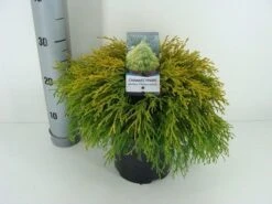 Cypres (Chamaecyparis Pisifera 'Filifera Aurea') -OL Planten Winkel chamaecyparis pis. filifera aurea c3 m 1