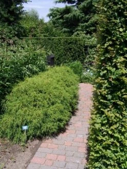 Cypres (Chamaecyparis Pisifera 'Filifera Nana') -OL Planten Winkel chamaecyparis pis. filifera nana