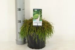 Cypres (Chamaecyparis Pisifera 'Filifera Nana') -OL Planten Winkel chamaecyparis pis. filifera nana c3 m 1 1