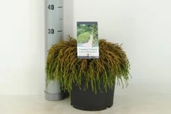 Cypres (Chamaecyparis Pisifera 'Filifera Nana') -OL Planten Winkel chamaecyparis pis. filifera nana c5 m 1 1