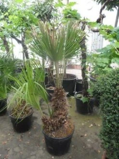 Dwergpalm (Chamaerops Humilis) -OL Planten Winkel chamaerops humilis 100 125 150 c70 1