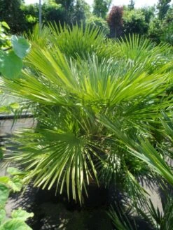 Dwergpalm (Chamaerops Humilis) -OL Planten Winkel chamaerops humilis 100 125 c50
