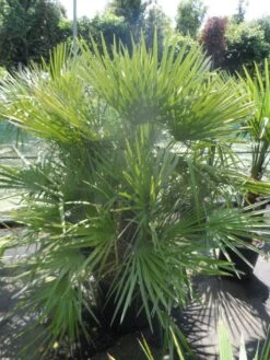 Dwergpalm (Chamaerops Humilis) -OL Planten Winkel chamaerops humilis 125 150 c70