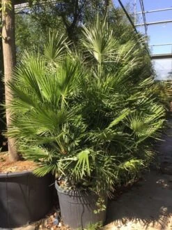 Dwergpalm (Chamaerops Humilis) -OL Planten Winkel chamaerops humilis 150175cm c130
