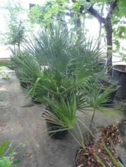 Dwergpalm (Chamaerops Humilis) -OL Planten Winkel chamaerops humilis 80 100 c35