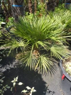 Dwergpalm (Chamaerops Humilis) -OL Planten Winkel chamaerops humilis c10 50 60 80