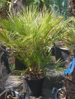 Dwergpalm (Chamaerops Humilis) -OL Planten Winkel chamaerops humilis c20 60 80