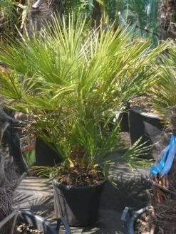 Dwergpalm (Chamaerops Humilis) -OL Planten Winkel chamaerops humilis c20 60 80 1