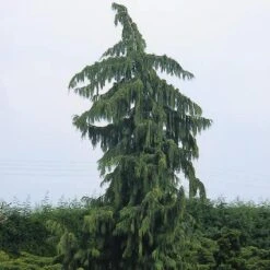 Cypres (Chamaecyparis Nootkatensis 'Pendula') -OL Planten Winkel chnpendu 4