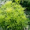 Choisya (Choisya 'Aztec Gold') -OL Planten Winkel choisya aztec gold