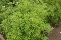 Choisya (Choisya 'Aztec Pearl') -OL Planten Winkel choisya aztec pearl 2 1