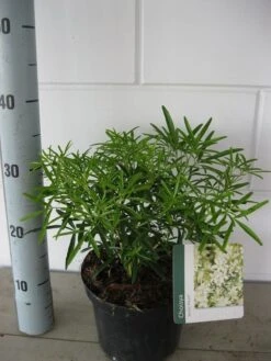 Choisya (Choisya 'Aztec Pearl') -OL Planten Winkel choisya aztec pearl c3 september 1