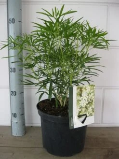 Choisya (Choisya 'Aztec Pearl') -OL Planten Winkel choisya aztec pearl c5 10 08 2018 1