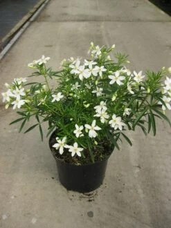 Choisya (Choisya 'Aztec Pearl') -OL Planten Winkel choisya aztec pearl c5 20 04 2018 1