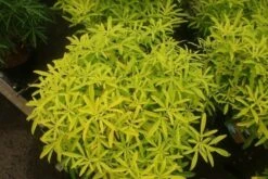 Choisya (Choisya Ternata 'Sundance') -OL Planten Winkel choisya sundance 1