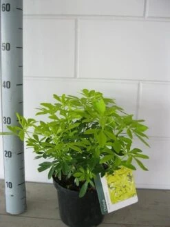 Choisya (Choisya Ternata 'Sundance') -OL Planten Winkel choisya sundance c3 september 1