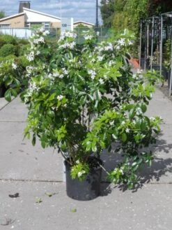 Choisya (Choisya Ternata) -OL Planten Winkel choisya ternata 80 100 c20