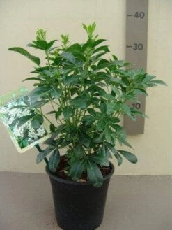 Choisya (Choisya Ternata) -OL Planten Winkel choisya ternata c2.5