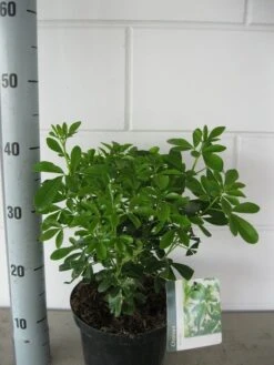 Choisya (Choisya Ternata) -OL Planten Winkel choisya ternata c3 september