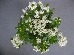 Choisya (Choisya Ternata) -OL Planten Winkel choisya ternata c5 april 2