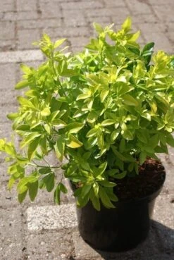 Choisya (Choisya Ternata 'Sundance') -OL Planten Winkel choisya ternata sundance 1