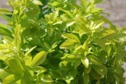 Choisya (Choisya Ternata 'Sundance') -OL Planten Winkel choisya ternata sundance 3 1