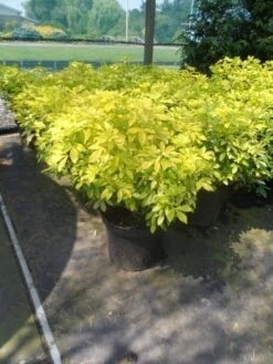 Choisya (Choisya Ternata 'Sundance') -OL Planten Winkel choisya ternata sundance c10 1