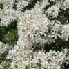 Choisya (Choisya Ternata 'White Dazzler') -OL Planten Winkel choisya white dazzler 05