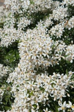 Choisya (Choisya Ternata 'White Dazzler')