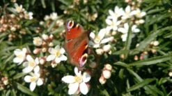 Choisya (Choisya Ternata 'White Dazzler') -OL Planten Winkel choisya white dazzler butterfly
