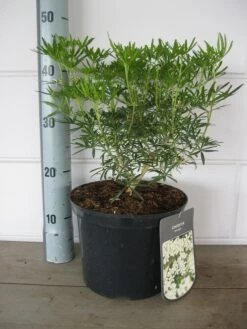 Choisya (Choisya Ternata 'White Dazzler') -OL Planten Winkel choisya white dazzler c5 10 08 2018