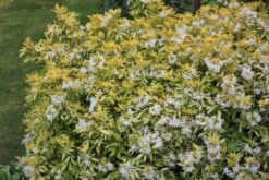 Choisya (Choisya Ternata 'Goldfingers'®) 7 Choisya (Choisya Ternata 'Goldfingers'®) -OL Planten Winkel chtgoldf choisya goldfingers flower