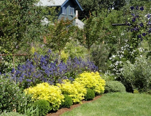 Choisya (Choisya Ternata 'Goldfingers'®) 6 Choisya (Choisya Ternata 'Goldfingers'®) - Afbeelding 4