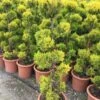 Cipres Als Bonsai (Cupressus Macrocarpa 'Aurea') -OL Planten Winkel cipres als bonsai cupressus macrocarpa aurea va02 1