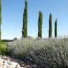 Italiaanse Cypres (Cupressus Sempervirens 'Stricta') -OL Planten Winkel cipreslavendelitaliaanseborderv01