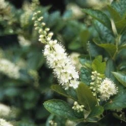 Schijnels (Clethra Alnifolia) -OL Planten Winkel clalnifo 15 3