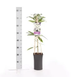 Bosrank, Groenblijvend (Clematis Armandii) -OL Planten Winkel clematis armandii