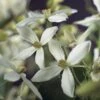 Bosrank, Groenblijvend (Clematis Armandii) -OL Planten Winkel clematis armandii 2