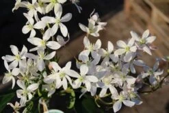 Bestsellers -OL Planten Winkel clematis armandii apple blossom 3